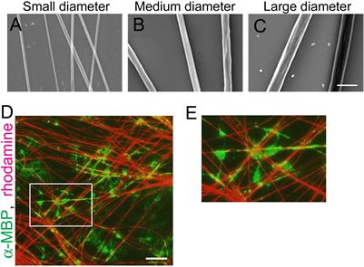 Tension Sensor Based on Fluorescence Resonance Energy Transfer Reveals Fiber Diameter-Dependent Mechanical Factors During Myelination